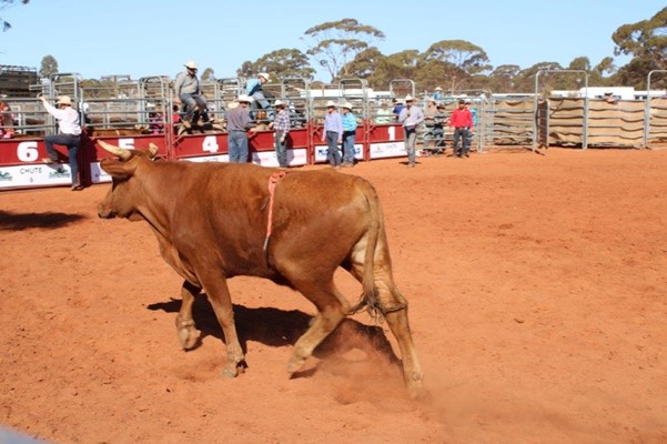 Coolgardie Outback Rodeo - IMG_1124