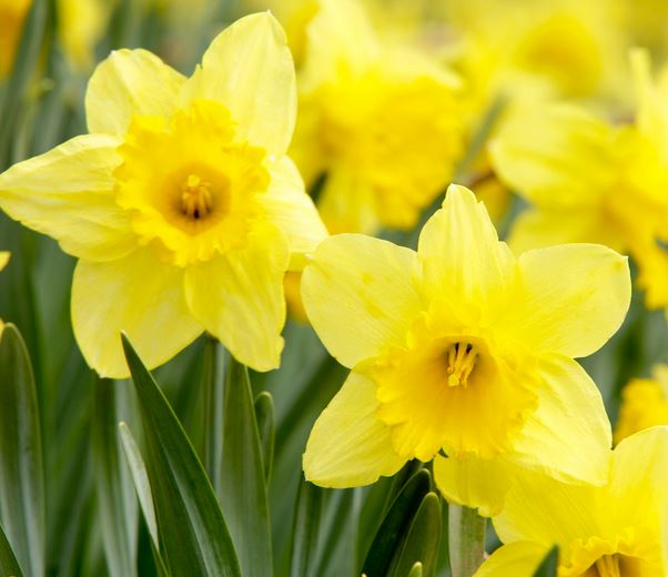 Together We Bloom- Daffodil Day High Tea