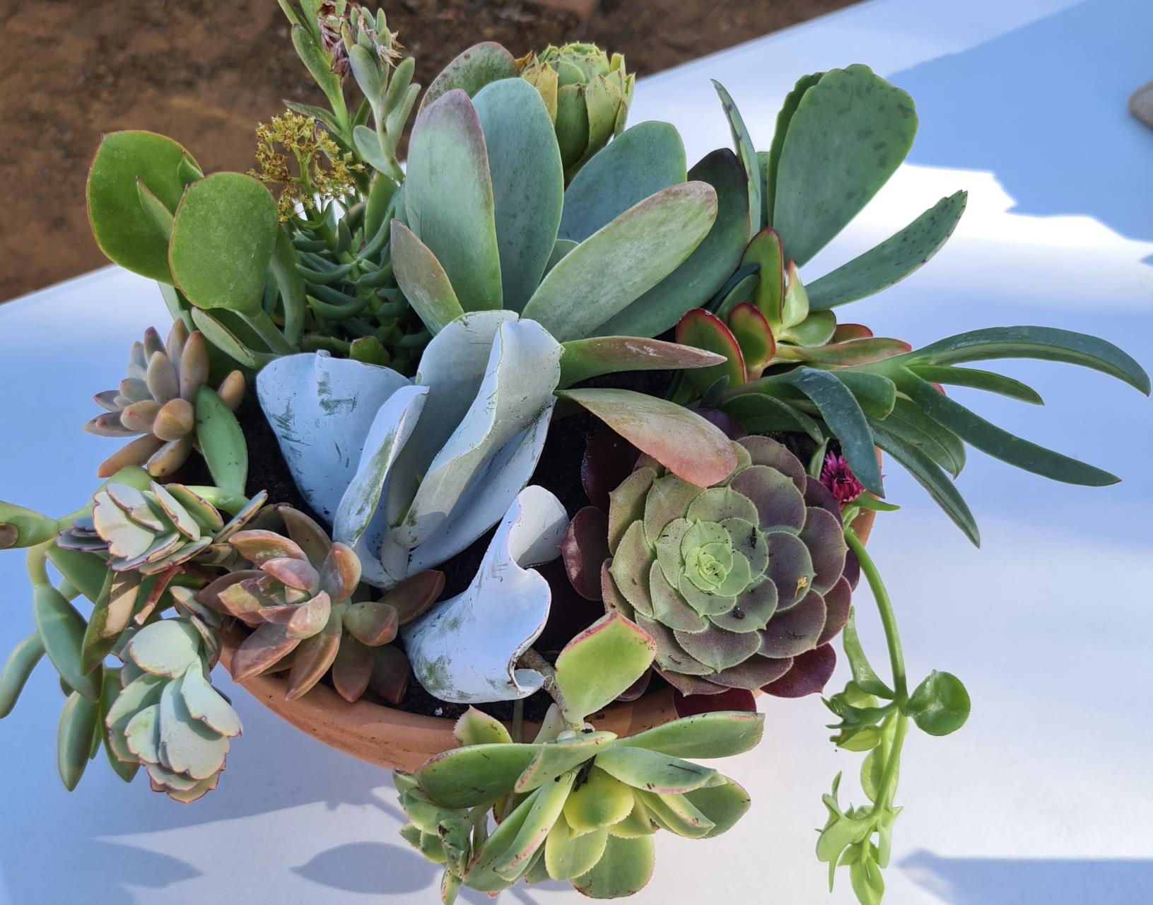 Plant and Seed Swap Event