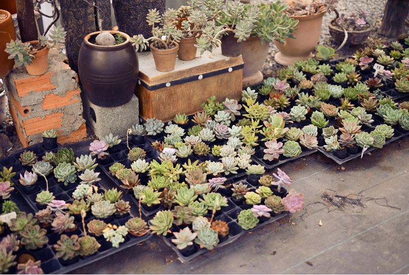 Kambalda Plant and Seed Swap & Coffee