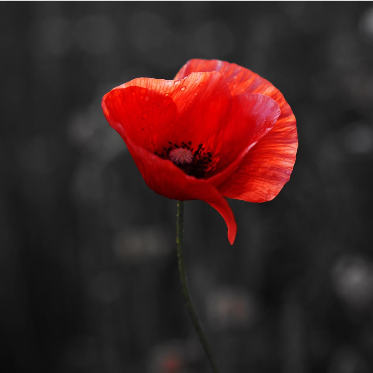 Remembrance Day
