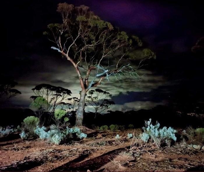 Image Gallery - 38 Rani Hutchinson_Tree of the night