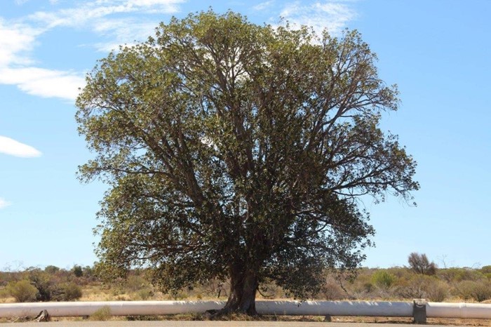 Image Gallery - 40 Beth_Nowlan_home tree(619)